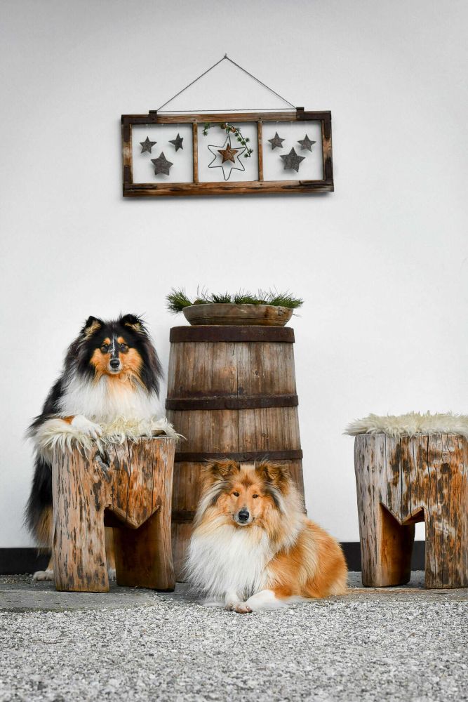 Hund als Familienmitglied, Urlaub