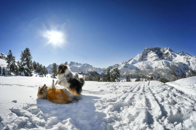 Auch Hunde sind bei uns willkommen