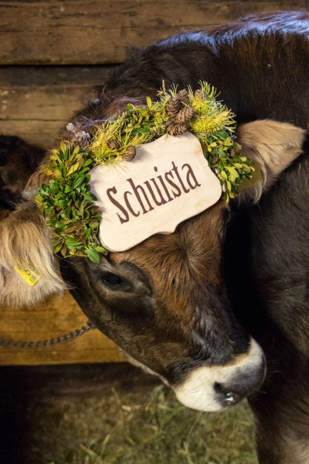 Kälchen mit Kopfschmuck für den Almabtrieb