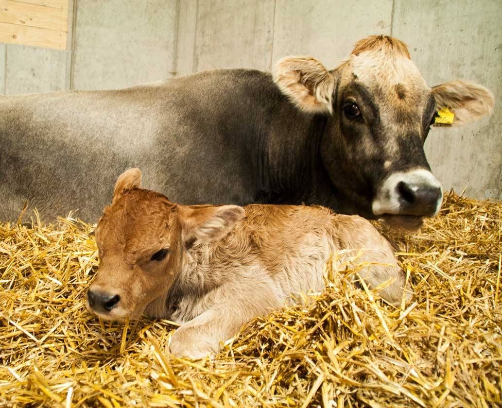 madre muccha Kira  con vitello appena nato