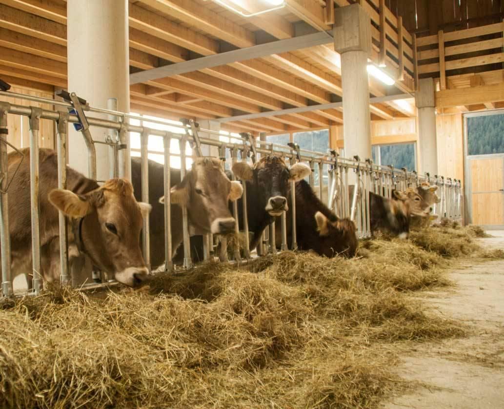 Stalla delle mucche nutrici interno