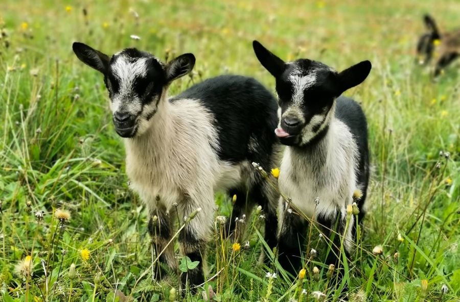 Die Ziege bekommt ein Leckerli