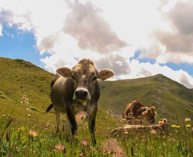 Le nostre mucche al pascolo alpino