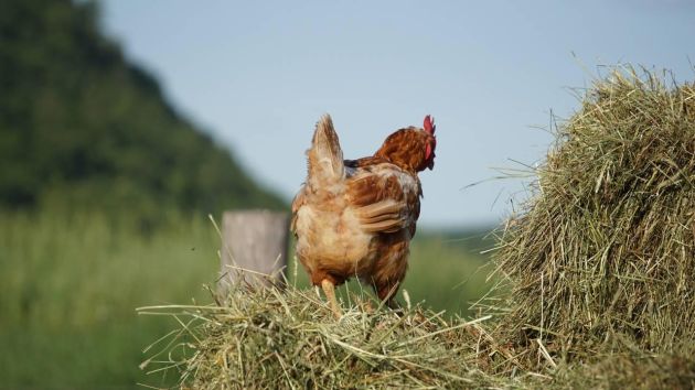 Galline all'aperto