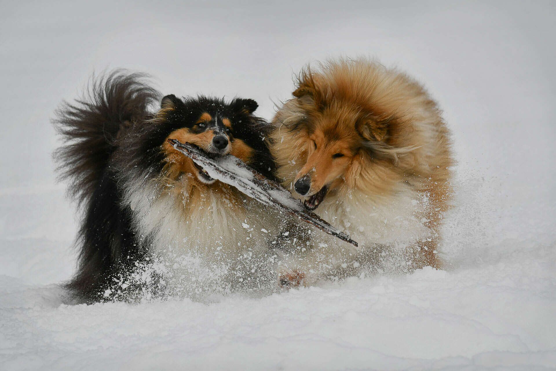 Hund als Familienmitglied, Urlaub