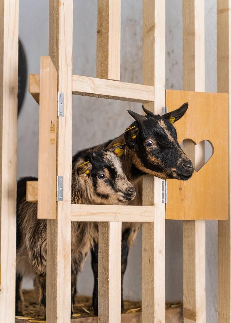 Kleintierstall Ziege ZiegenUrlaub au dem Bauernhof