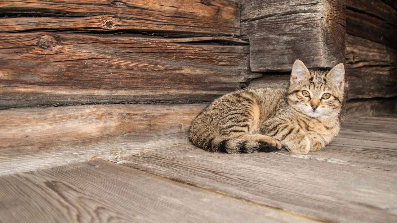 Tiere am Preindlerhof