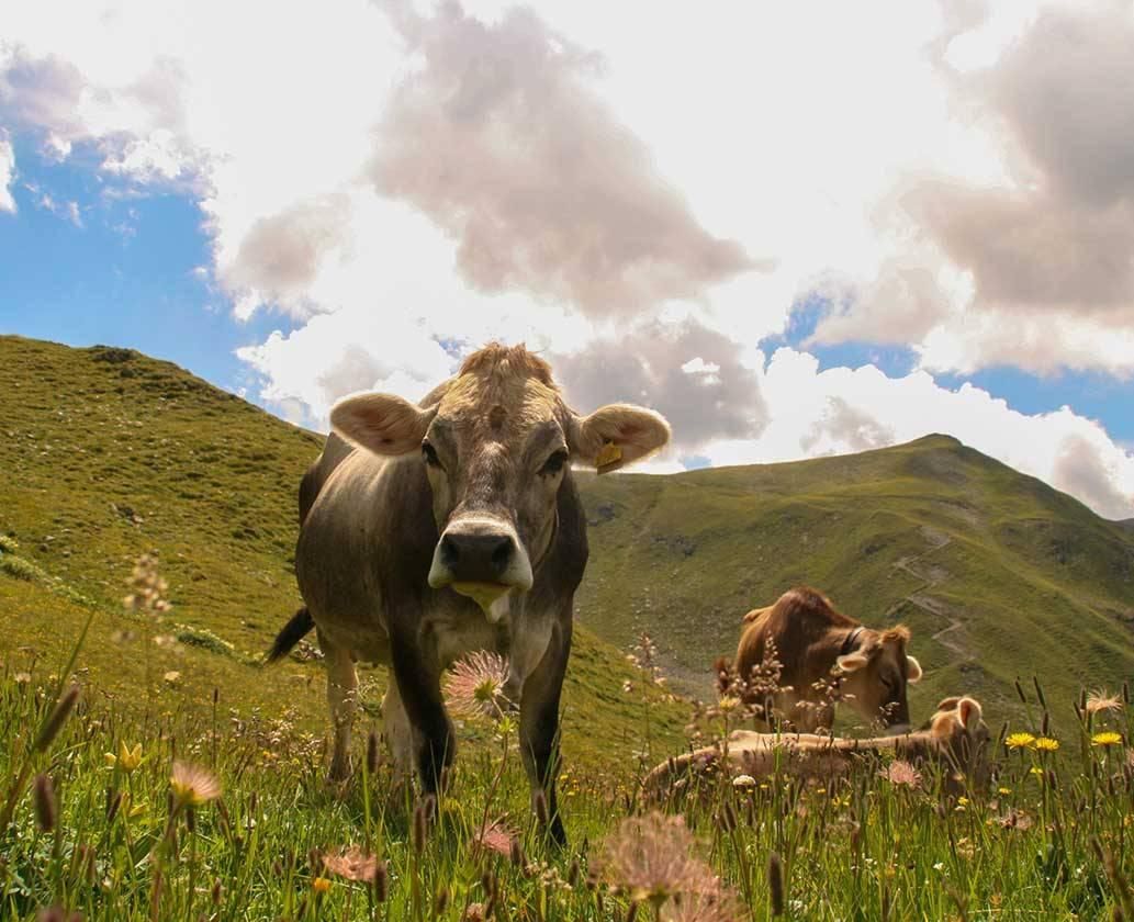 mucche al pascolo alpino