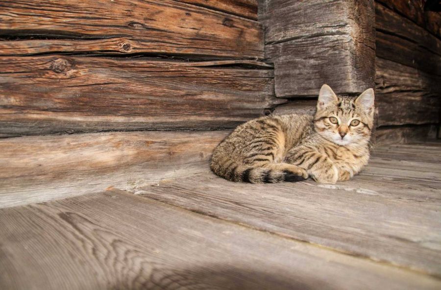 Katze Willi schläft auf dem Balkon