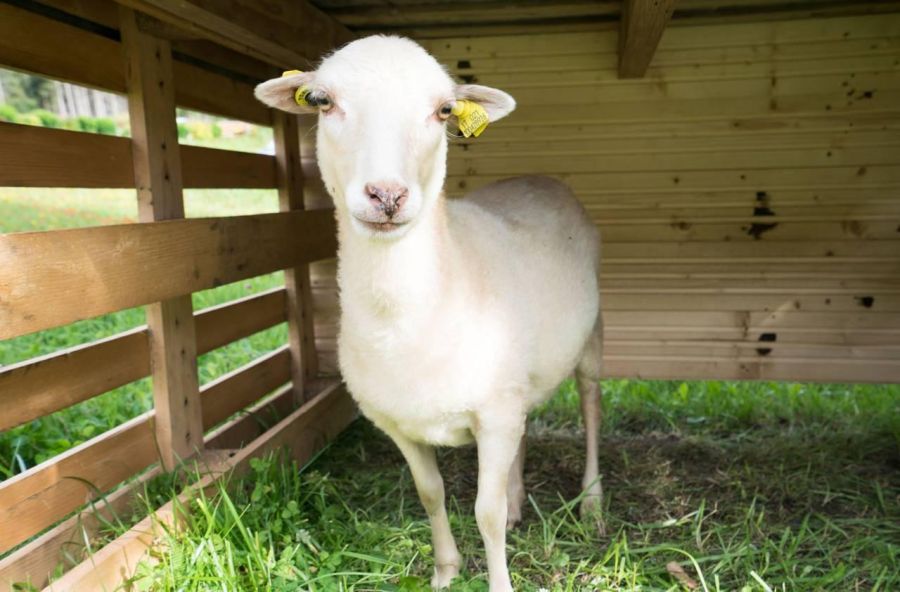 Schafe ruhen sich auf der Wiese aus